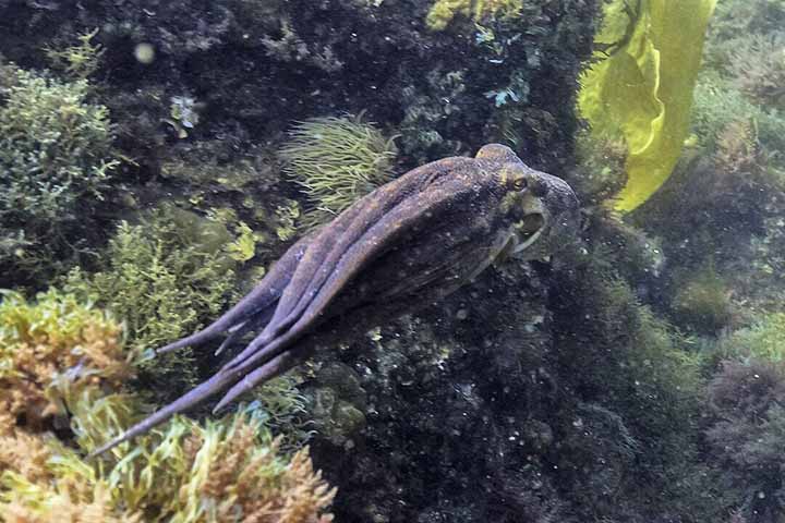 Essa arquitetura é segmentada em colunas neurais, separadas por estruturas chamadas “septos”, de onde saem nervos e vasos que controlam os músculos. Do ponto de vista de engenharia biológica, é uma solução incrivelmente eficaz para controlar um membro altamente flexível, sem articulações rígidas.