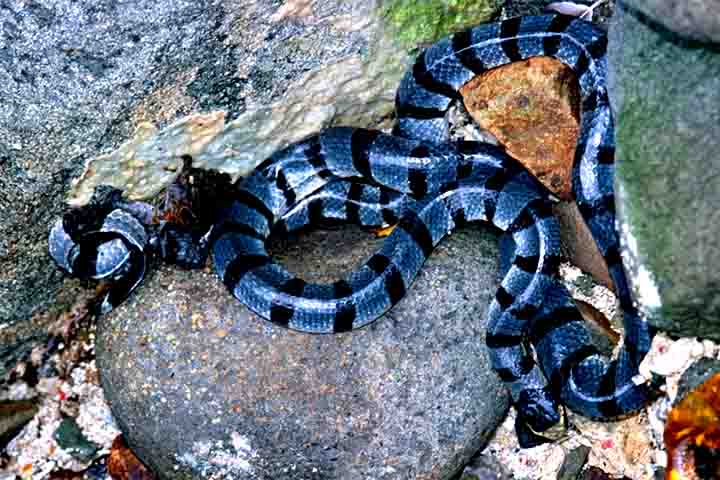 Vivem em ambientes marinhos tropicais e subtropicais do Indo-Pacífico, preferindo águas costeiras e recifes de coral. Geralmente são tímidas e reclusas, preferindo caçar à noite e alimentar-se principalmente de enguias e outros peixes.