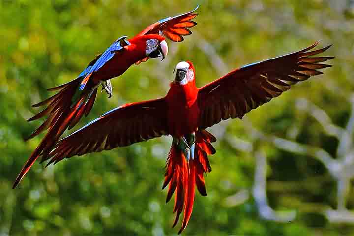 Em troca, ele é isento do Imposto Territorial Rural (ITR) sobre a área protegida. 