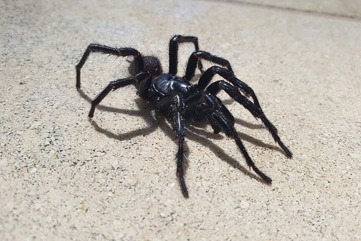 Na Austrália, a teia-de-funil já causou várias fatalidades. No entanto, na década de 1980, foi desenvolvido um antídoto específico para seu veneno, o que resultou no fim das mortes associadas a encontros com essa aranha desde então.