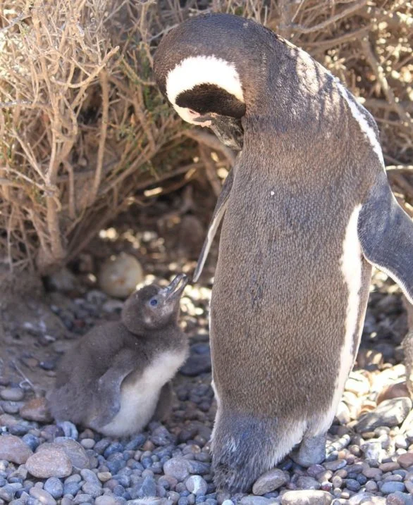 Os pinguins-de-Magalhães jovens, como era o caso de Zé, têm penas de coloração cinza e branca.. Os mais velhos passam por transformação e apresentam uma plumagem com tons de preto e branco.