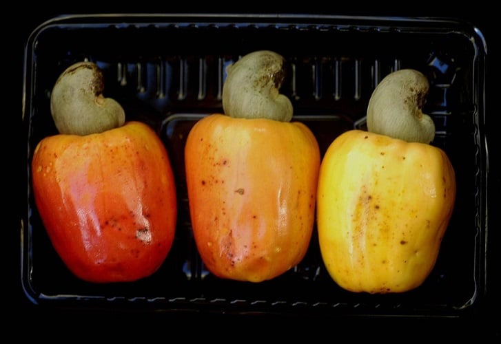 O que comemos como se fosse a fruta é, na verdade, o pedúnculo floral, um falso fruto carnoso.