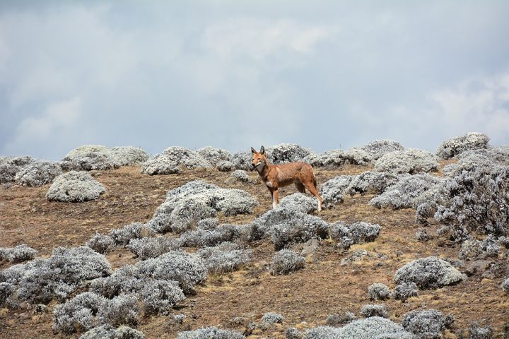 O país abriga diversos parques naturais, como o Parque Nacional de Simien, conhecido por suas montanhas dramáticas e fauna única, incluindo o babuíno-gelada e o lobo-etíope, um dos canídeos mais raros do mundo.