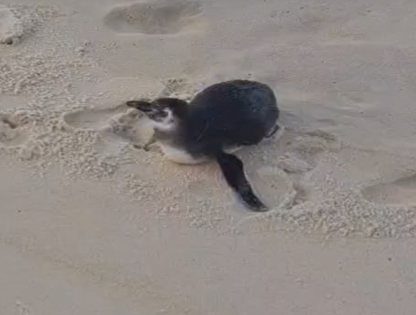 No mesmo dia, um outro pinguim apareceu na praia de São Conrado, também no Rio. Só que ele estava na areia, meio perdido. 