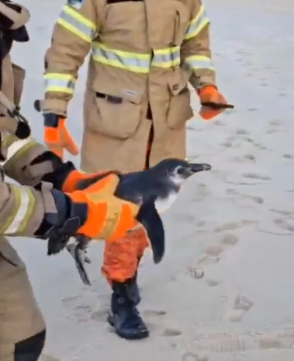 Esse pinguim foi resgatado pelo Corpo de Bombeiros e levado para avaliação de uma equipe de veterinários e biólogos do Jardim Botânico. Mas não tinha qualquer ferimento. 
