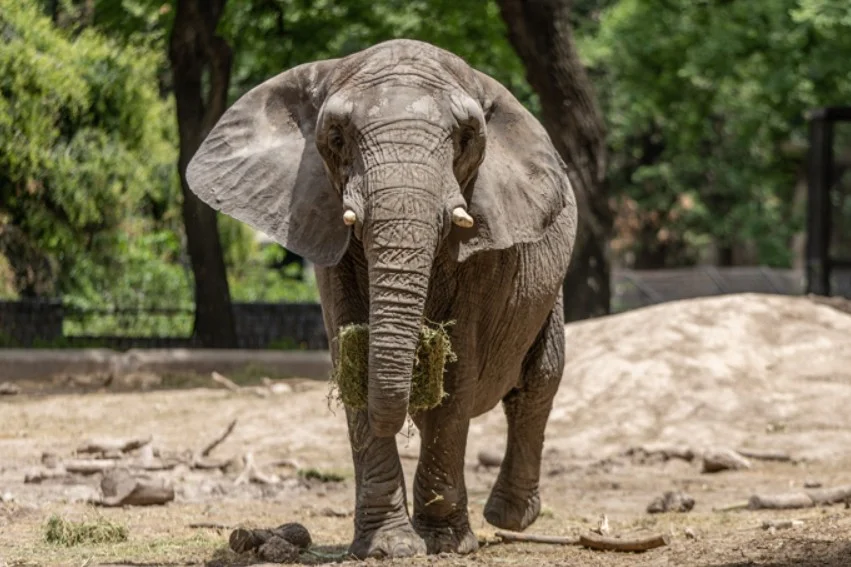 Com a desativação de ecoparques na Argentina, duas elefantas que viviam em cativeiro no país, se mudaram, oficialmente, para o Santuário de Elefantes Brasil (SEB), na Chapada dos Guimarães, Mato Grosso, para ter uma vida mais próxima da natureza.