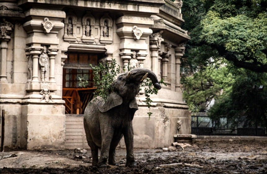 Cuidadores acompanharam detalhes da viagem de Kenya na página do Instagram do Santuário, que é uma instituição sem fins lucrativos e especializada em acolher animais resgatados. No parque brasileiro, são cerca de 1,5 mil hectares de ambiente natural.