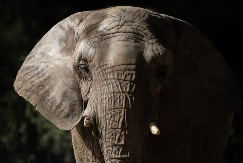 Pupy nasceu na década de 1980 no Parque Nacional Kruger, na África do Sul. Em 1993, foi transportada para a Argentina, onde passou a viver no zoológico Templo Hindu dos Elefantes, posteriormente chamado de Ecoparque Buenos Aires.