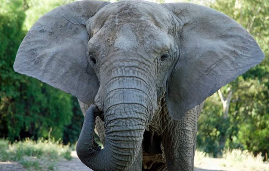 Kenya, por sua vez, tem 44 anos e foi levada a Mendoza com apenas 4 anos de idade. Ela é reservada, defensiva, está um pouco acima do peso e, pela primeira vez em décadas, terá a chance de desenvolver uma nova amizade com outra elefanta.