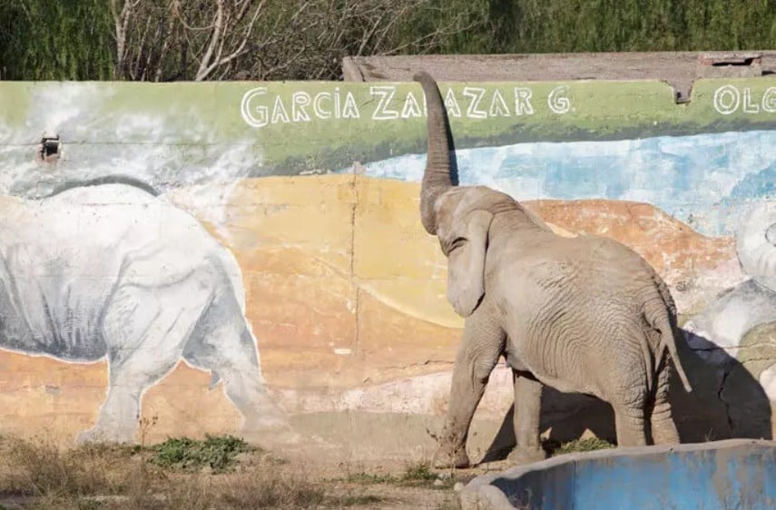 Em abril, houve a mudança da elefanta Pupy, que viveu por mais de 30 anos em cativeiro no ecoparque de Buenos Aires. Agora, em julho, foi a vez de Kenya, que vem do antigo ecoparque de Mendonza, região da Argentina próxima ao Chile. 
