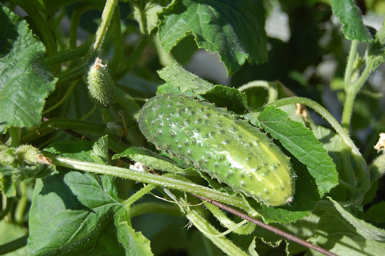 O pepino também é uma fruta botânica, ainda que usado em pratos salgados como saladas e conservas.