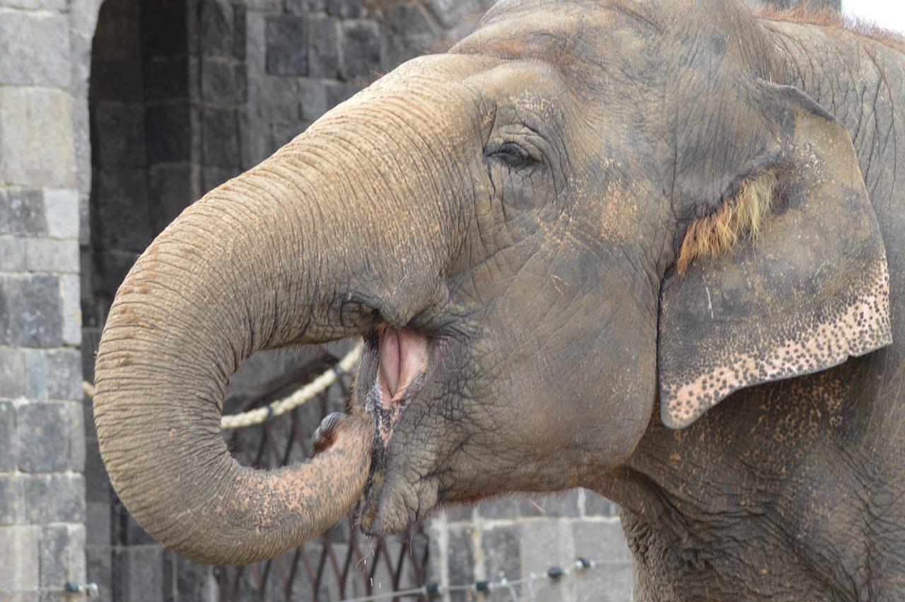 Os elefantes têm 24 dentes ao longo da vida. Usam os 4 da frente na mastigação, mas, quando ficam gastos, passam a morder com os de trás. Quando perdem os dentes, são ajudados por outros da espécie a se alimentar. 