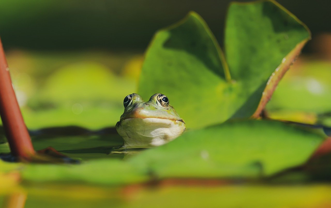Quando a primavera se aproxima e a temperatura começa a subir, o animal desperta, tudo volta ao normal e ele se prepara para o acasalamento. 