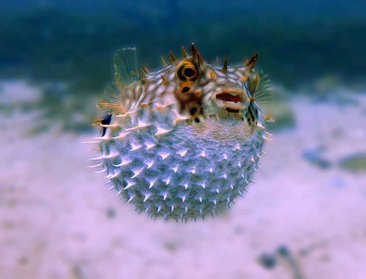 O baiacu é uma espécie de peixe com potencial muito tóxico para outros animais. Acaba sendo uma ameaça na natureza. 