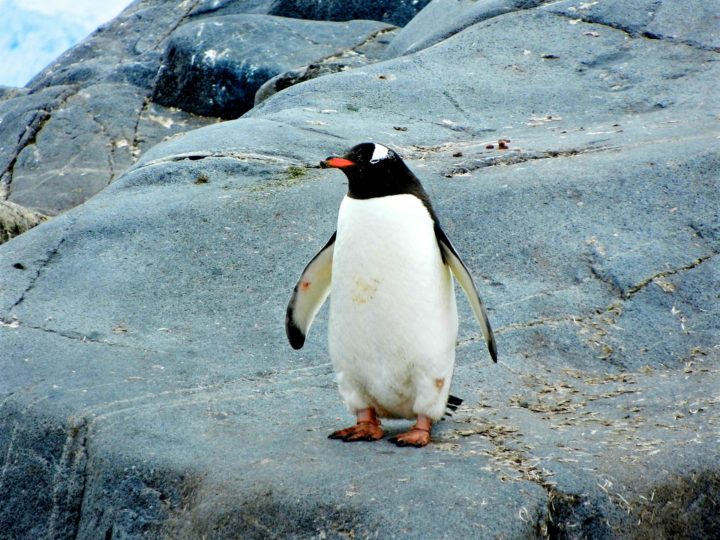 De acordo com o Projeto de Monitoramento de Praias Bacia de Santos, os pinguins sofrem mais que outras aves para escapar das ondas fortes porque não voam. Por isso, muitos morrem afogados.