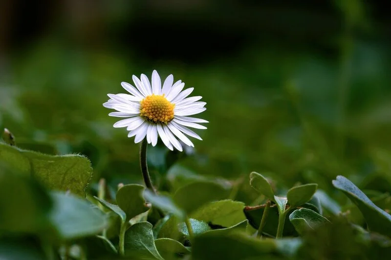 Além disso, são muito resistentes às pragas e doenças, o que as torna uma opção ideal para quem tem pouco tempo ou experiência em jardinagem.
