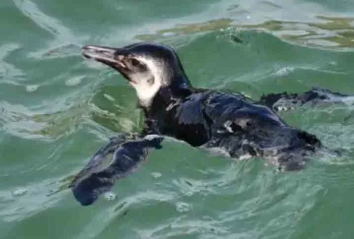 Apelidado carinhosamente de Zé, a ave marinha, que causou alvoroço entre os banhistas, acabou tendo um fim trágico. Ele morreu após se alimentar com um peixe baiacu.
