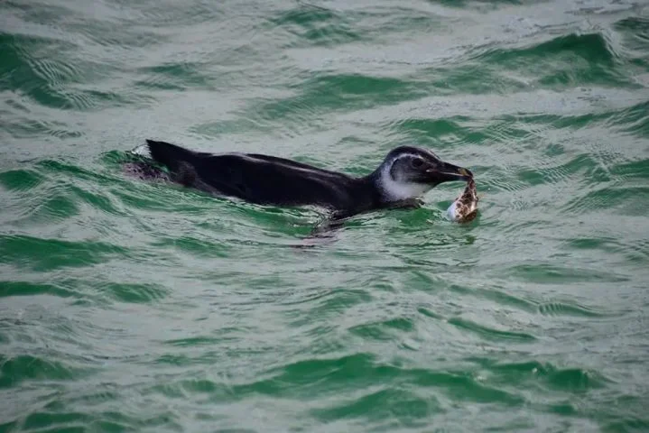 Pinguins sempre chamam a atenção em cidades tropicais onde o animal não é típico. Um deles, inclusive, ficou na memória de muitos cariocas. Em junho de 2023, a visita inusitada de um pinguim na Praia do Arpoador encantou quem passava pelo local.