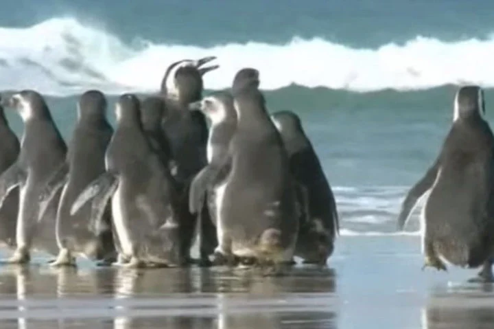 Ele aparece com certa frequência no litoral brasileiro, em especial de Santa Catarina, entre os meses de junho e setembro.