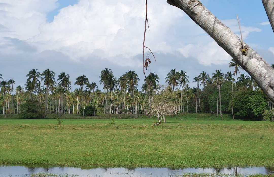 Também há um clima monçônico, com  inverno extremamente seco e verão muito chuvoso. É o clima da região de Chontalpa, que fica no estado de Tabasco e abrange quatro cidades: Huimanguillo, Cárdenas, Comalcalco e Paraíso,
