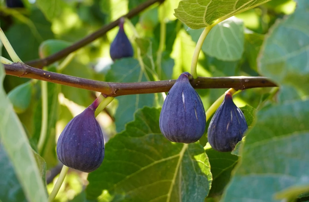 Alguns botânicos, porém, destacam que o figo, assim como morango, caju, maçã e abacaxi, não é fruta, mas sim uma ‘flor invertida’,  (pseudofruto), com estruturas florais internas.