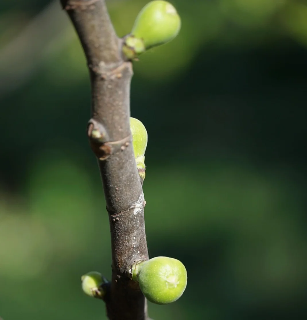 A história do figo (pseudofruto) remonta  à Antiguidade, sendo consumido por povos egípcios, judeus, gregos e romanos. 