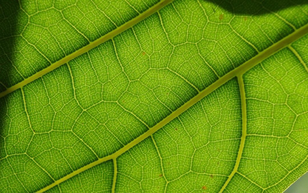 Segundo a Bíblia, folhas de figueira foram utilizadas por Adão e Eva para esconder seus corpos.