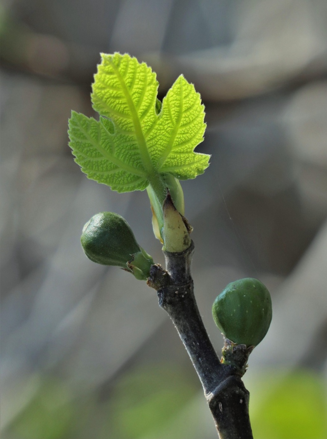 A safra gaúcha ocorre entre fevereiro e março, enquanto São Paulo e Minas Gerais colhem de novembro a abril.