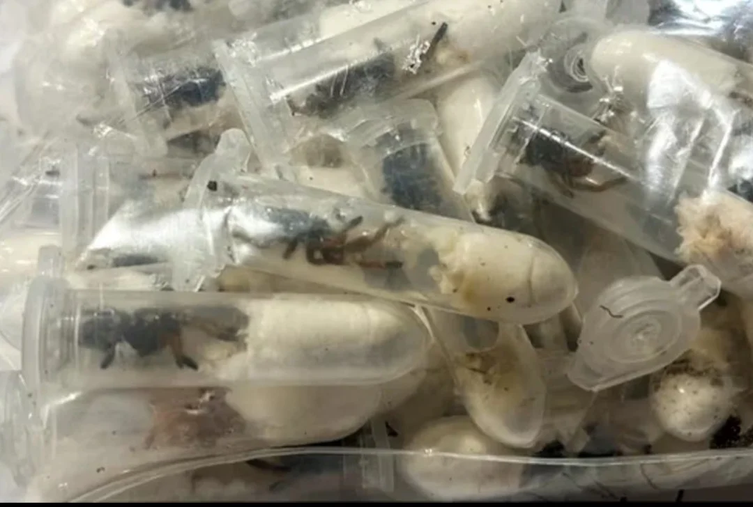 As aranhas estavam embaladas em recipientes plásticos numa caixa de bolo de chocolate.  Mas os agentes sentiram um cheiro estranho que não combinava com doce. E decidiram vistoriar o conteúdo.