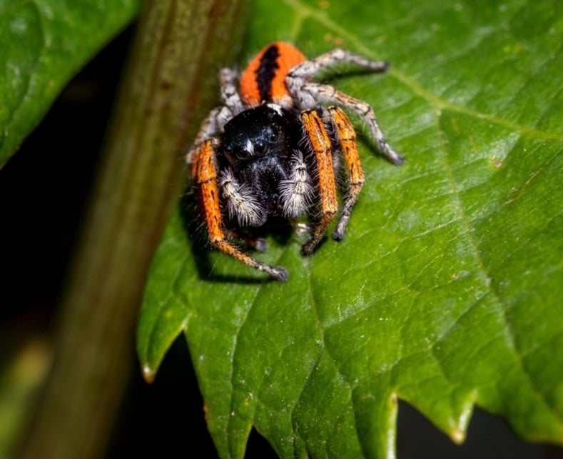 As tarântulas são venenosas, pois usam veneno para imobilizar suas presas — como insetos e pequenos animais. No entanto, esse veneno raramente é perigoso para humanos, sendo comparável a uma picada de abelha em termos de dor e reação, exceto em casos de alergia.