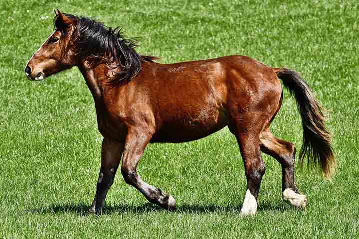 Cavalo: É da espécie Equus ferus caballus, domesticado há milênios. Tem corpo grande, patas longas e é usado para montaria, tração e esporte.