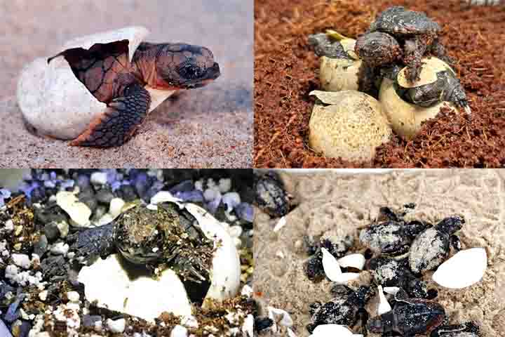 Botam ovos em buracos na terra, que levam cerca de 70 a 90 dias para eclodir. Dependendo da espécie, podem viver entre 30 e 100 anos.

