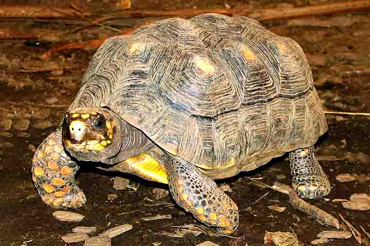 Os jabutis pertencem ao gênero Chelonoidis e são nativos da América do Sul, especialmente Brasil, Bolívia, Colômbia e Venezuela.