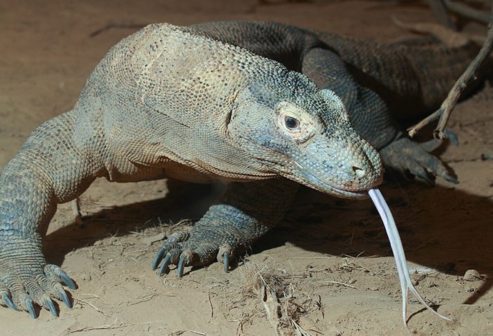 Dragão-de-Komodo: Embora não seja tão antigo quanto outros na lista, este lagarto gigante da Indonésia tem grande semelhança com seus antepassados que surgiram há 100 milhões de anos.