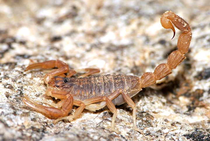 Escorpião: Pouca gente sabe, mas existem registros científicos da existência dos escorpiões há mais de 400 milhões de anos. Acredita-se que tenha sido um dos primeiros animais a viver em terra firme.