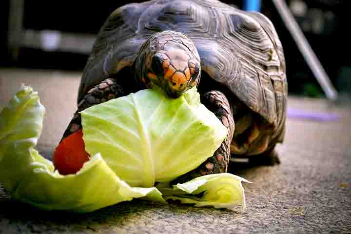 Possuem casco alto e resistente, patas grossas adaptadas para o solo e se alimentam de frutas, folhas, flores e pequenos insetos