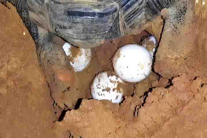 Colocam de 4 a 8 ovos por ninhada, que demoram de 4 a 6 meses para eclodir. Podem viver entre 50 e 80 anos, com casos de exemplares centenários.