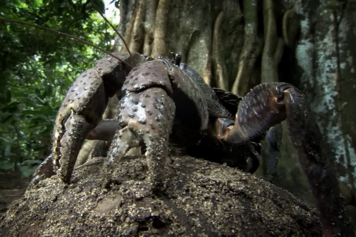 Esses caranguejos possuem um sistema respiratório adaptado ao ambiente terrestre, com pulmões branquiais modificados que lhes permitem respirar ar, embora ainda dependam da umidade para evitar a desidratação.