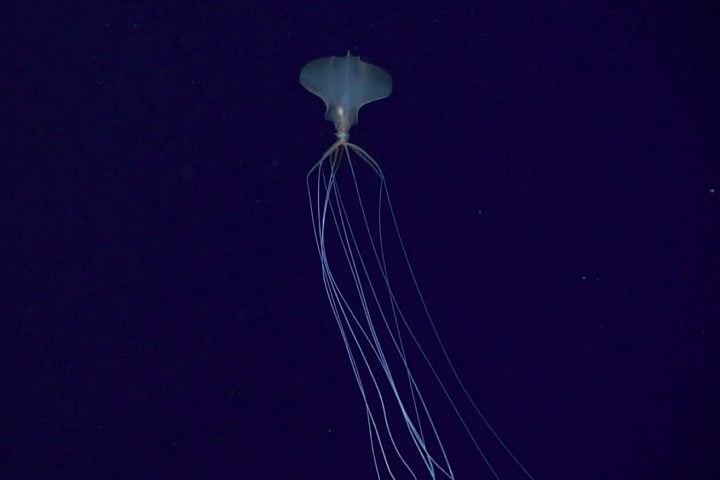 Com tentáculos que podem atingir até oito metros de comprimento, a espécie chama atenção por sua aparência peculiar.