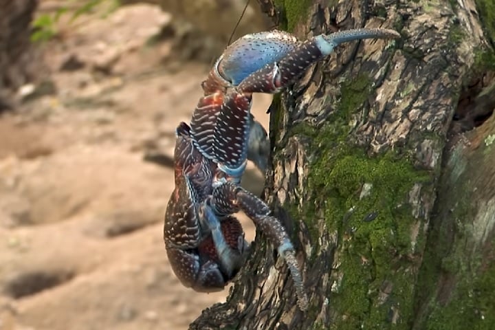 Os resultados foram divulgados em maio pela revista científica Journal of Threatened Taxa.