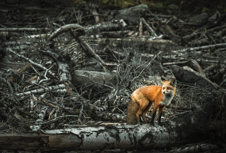 Segundo ele, a Terra pode passar por uma situação parecida com a que aconteceu há milhões de anos, no chamado Período Permiano, quando cerca de 90% das espécies desapareceram por causa das condições extremas.