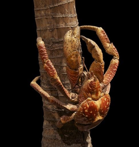 Durante a expedição, os cientistas avistaram um macho adulto da espécie, pesando aproximadamente 1,2 kg e medindo 13 cm.