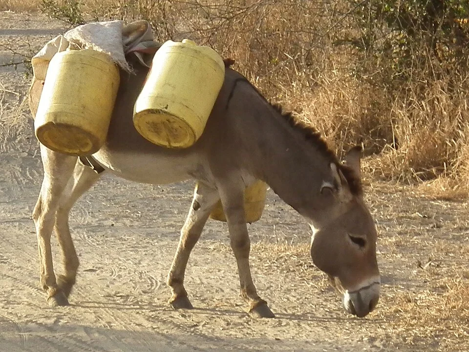 A drástica redução no número de animais encareceu na hora da compra. Quem precisava de um jumento pagava até R$ 150. Mas hoje precisa de R$ 500 . 

