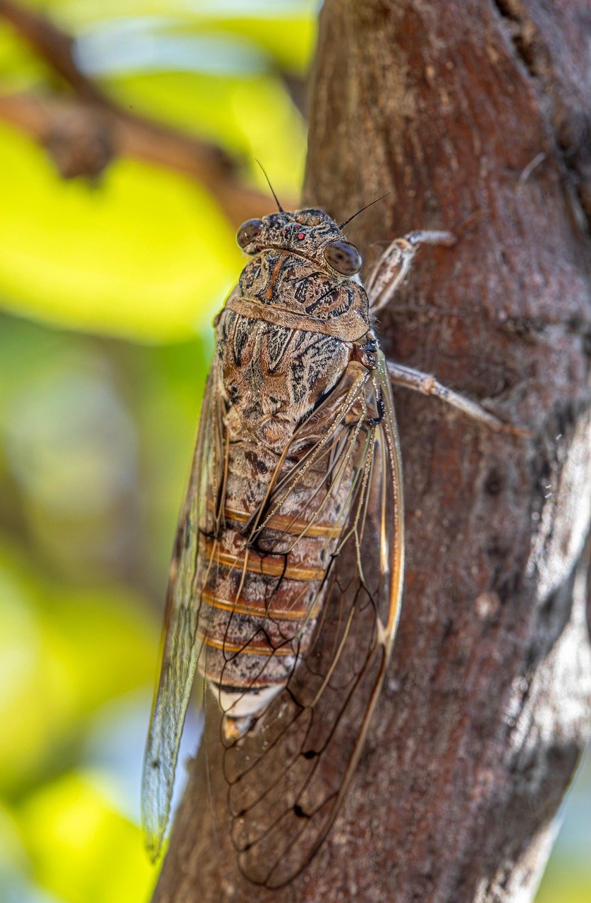 As cigarras pertencem à ordem Hemiptera e à família Cicadidae. São insetos ancestrais que existem há milhões de anos, tendo evoluído para viver em diferentes ambientes ao redor do mundo.
