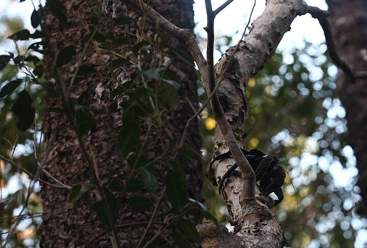 Uma das características mais marcantes desse artrópode é sua habilidade de escalar palmeiras conseguir cocos, que são parte importante de sua dieta.