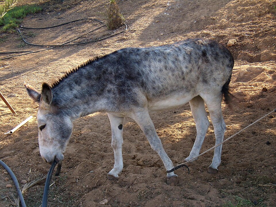 Existem diferenças entre vários tipos de equinos, embora as pessoas se confundam. Veja algumas peculiaridades.