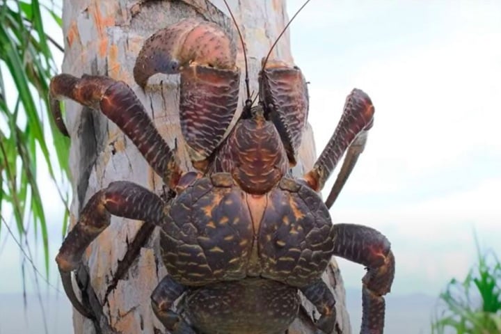 Cientistas confirmaram a presença do caranguejo-dos-coqueiros na ilha de Car Nicobar, na Índia, marcando o primeiro registro oficial do animal na região desde 1874. 