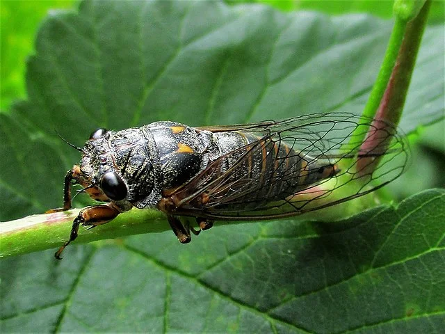 As cigarras são herbívoras e se alimentam da seiva de árvores e plantas. Utilizam seu aparelho bucal perfurador para sugar nutrientes das raízes e dos troncos. Seu impacto nas plantas é mínimo e não causa danos significativos.
