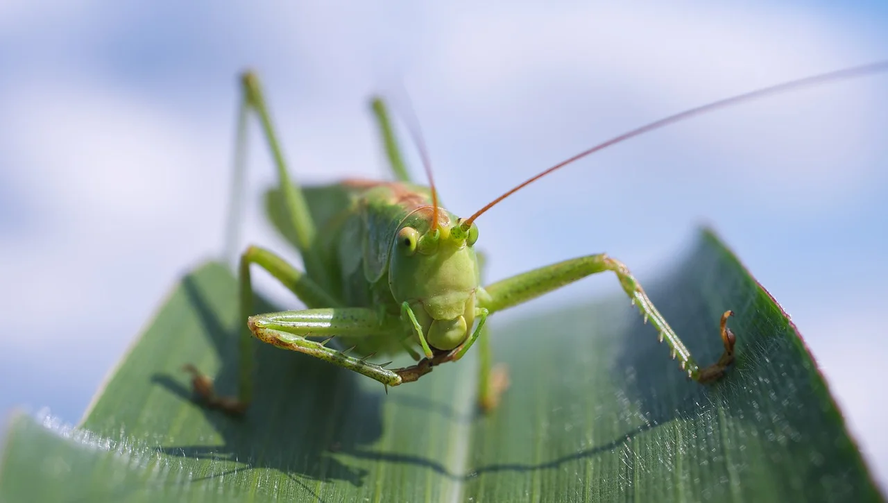 Muitas vezes, as cigarras são confundidas com gafanhotos (foto) e grilos devido ao formato do corpo e ao som que produzem. No entanto, diferem desses insetos por suas asas mais longas e pelo mecanismo específico de produção de som, exclusivo dos machos.