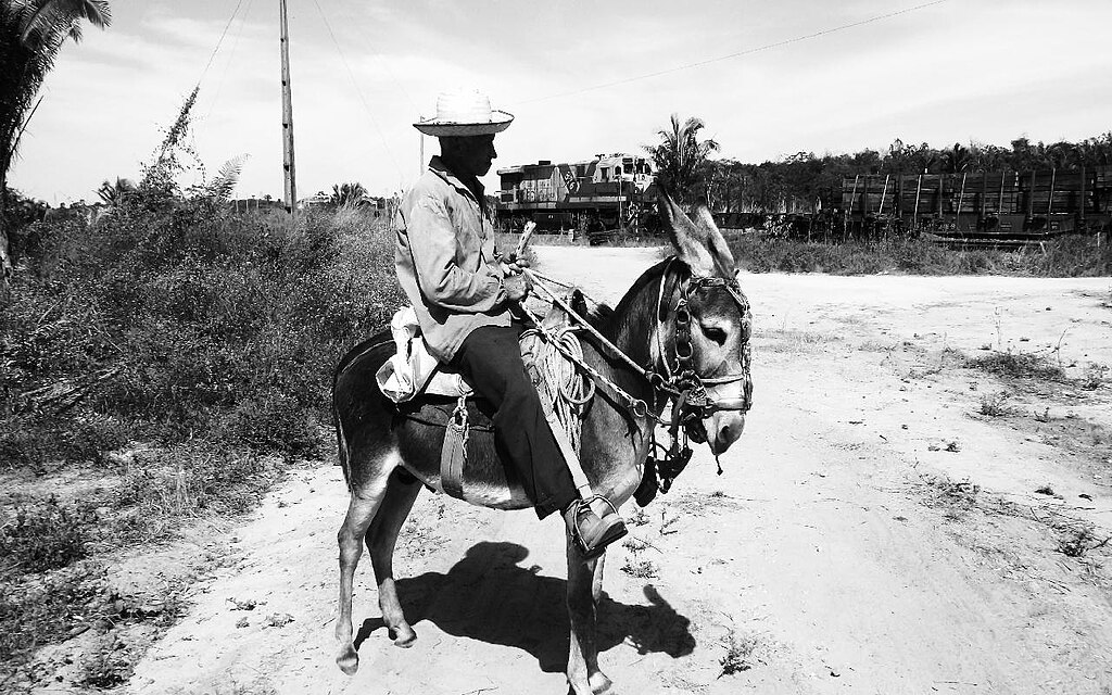 Os jumentos, ou jegues como também são chamados, fazem parte do cenário rural no nordeste, mas estão sumindo. 

